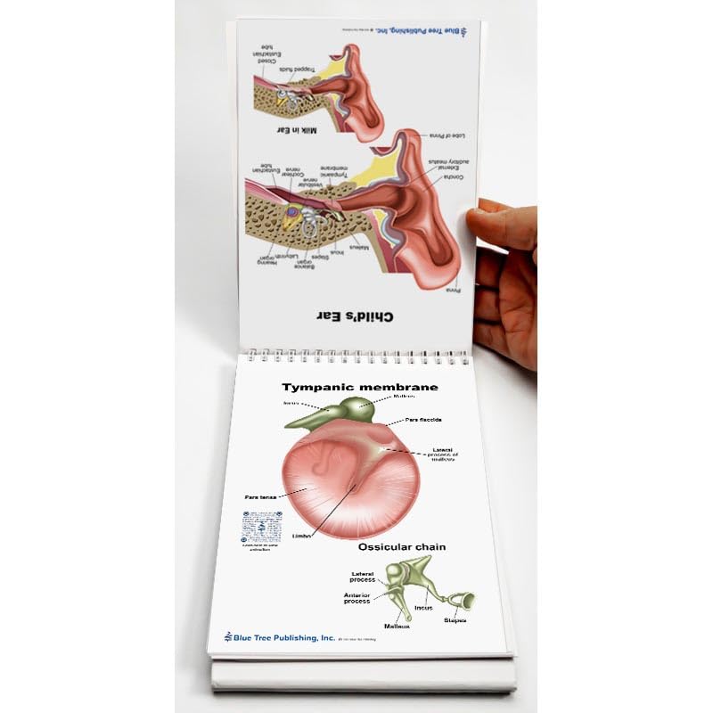 Amazon.com: Blue Tree Publishing Ear Nose Throat anatomy Flip